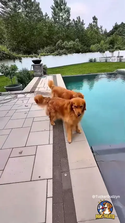 Las Toallas Lo Dicen Todo 🐶💦