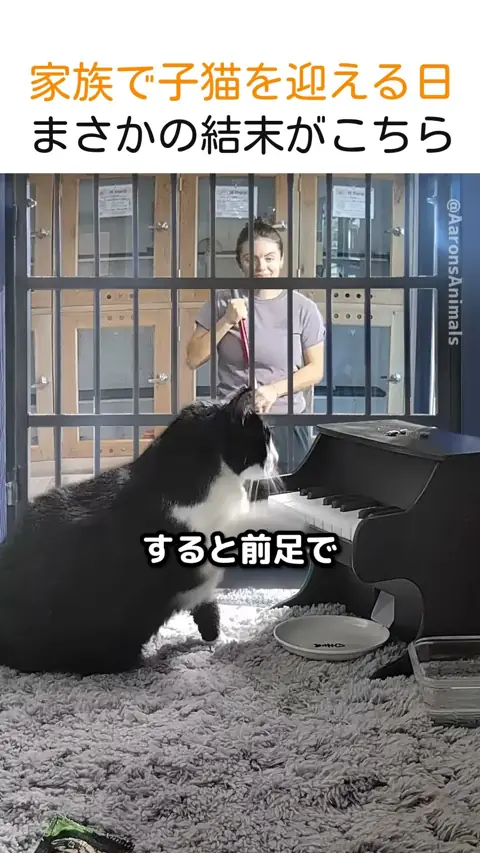家族で子猫を迎える日、まさかの結末がこちら