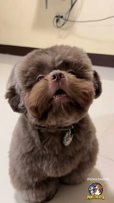 Olhinhos de Petisco 🐶🥺
