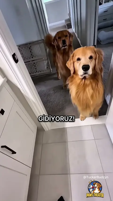 Havlu Demek Havuz Demek 🐶💦