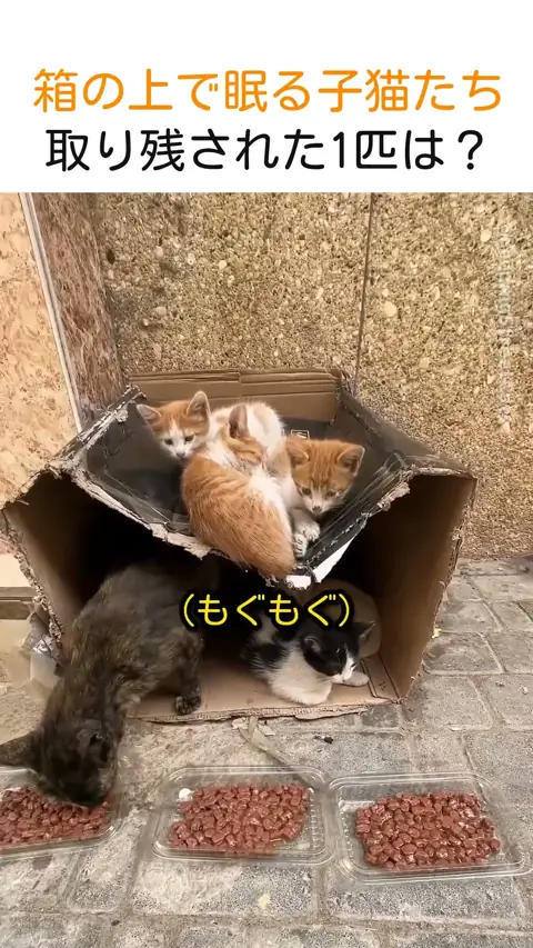 箱の上で眠る子猫たち、取り残された1匹は？