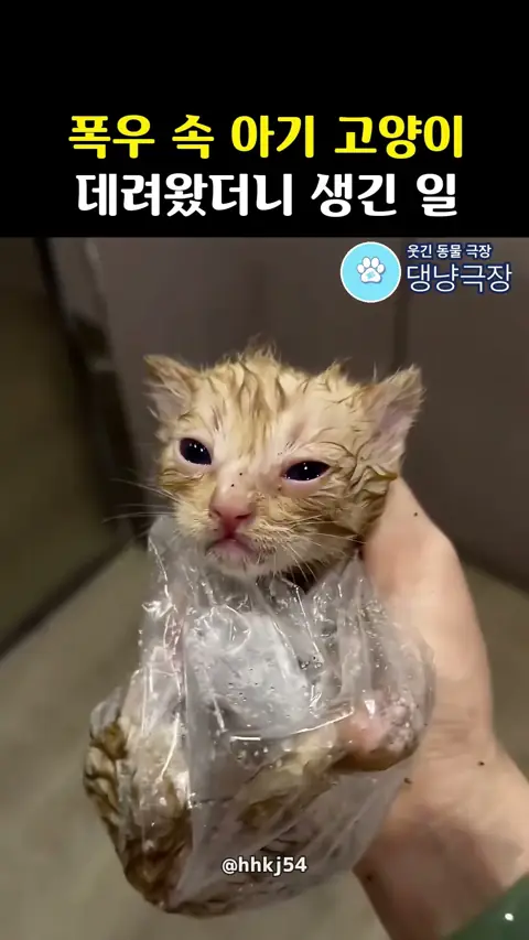 폭우 속 아기 고양이 데려왔더니 생긴 일