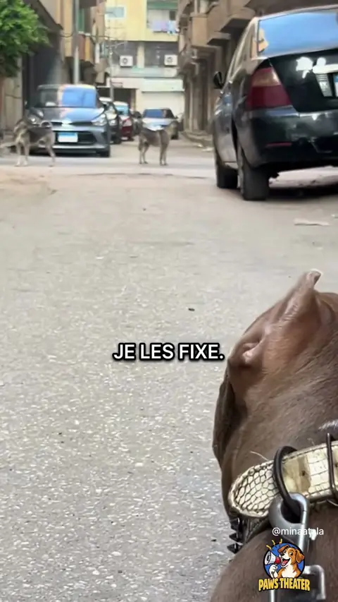 Trop Gentil Pour Ça 🐶😇