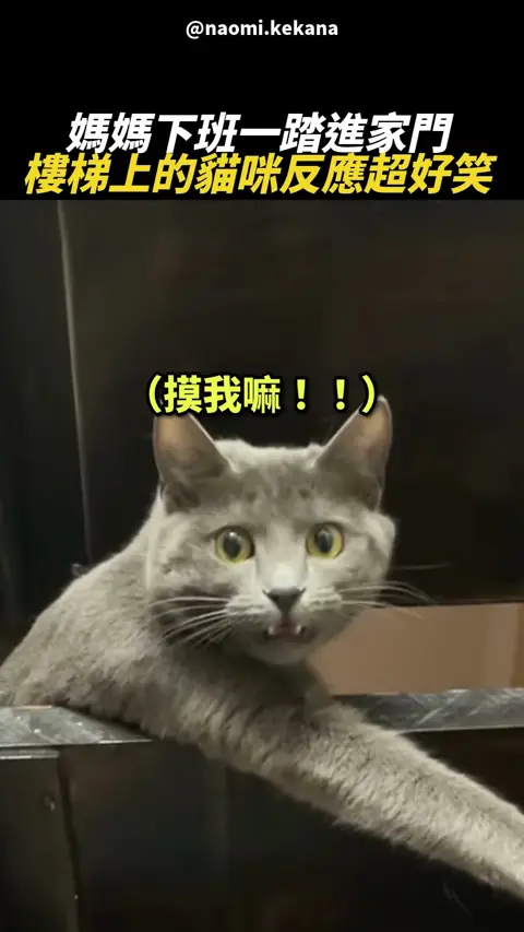 我是蓬鬆不是胖 😾💨