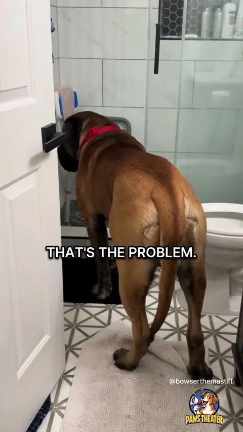 Stuck In The Bathroom 🐶🚪