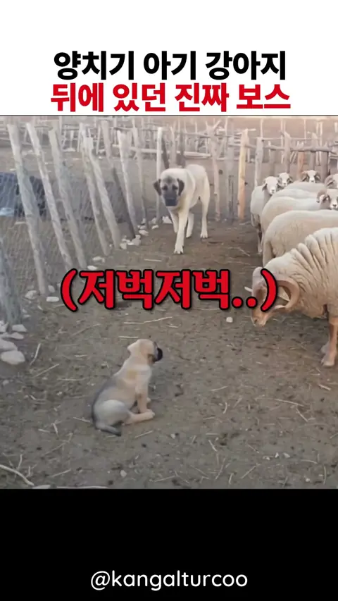 양치기 아기 강아지 뒤에 있던 진짜 보스