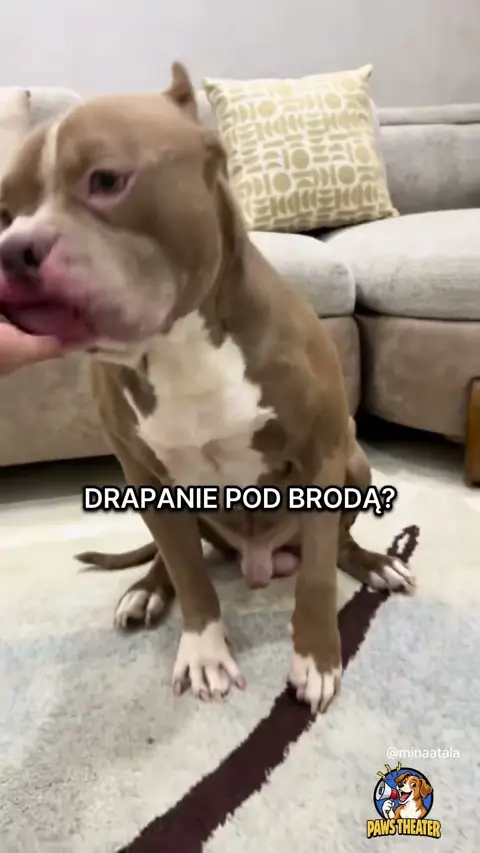 Foch Na Cały Dzień 🐶😤