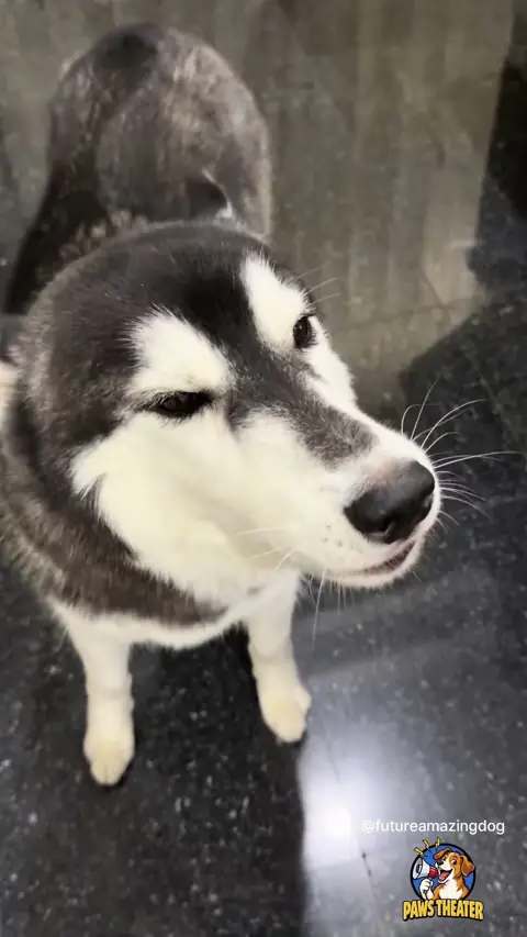 Laporan Buat Bos 🐶😤