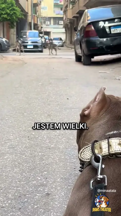 Taktyczny Odwrót 🐶😅