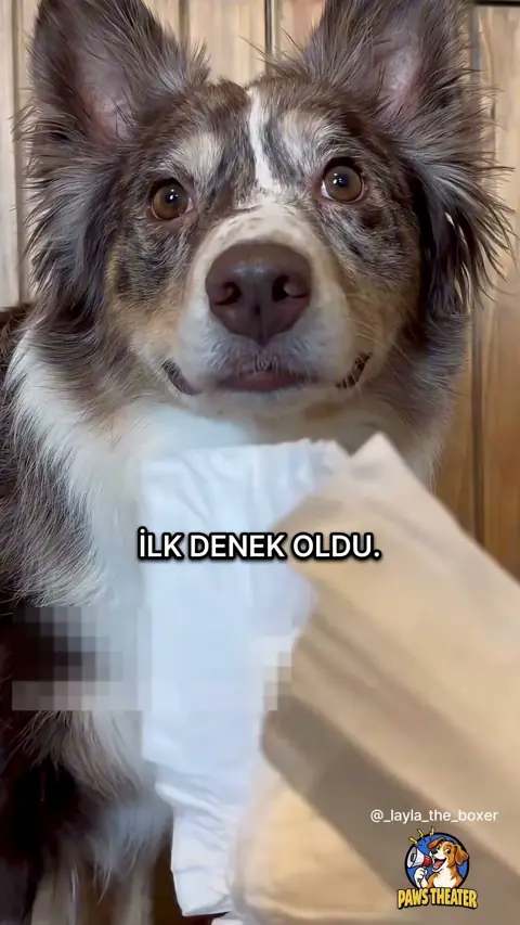 Bebek Bezi Provası 🐶🍼