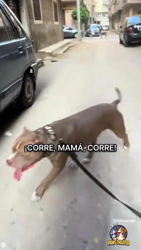 No Es Miedo, Es Cardio 🐶💨