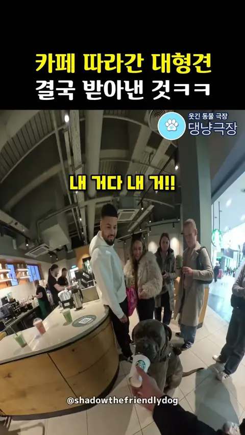 카페 따라간 대형견 결국 받아낸 것ㅋㅋ