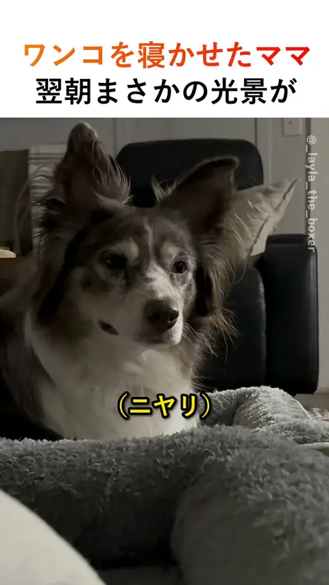 ワンコを寝かせたママ、翌朝まさかの光景が