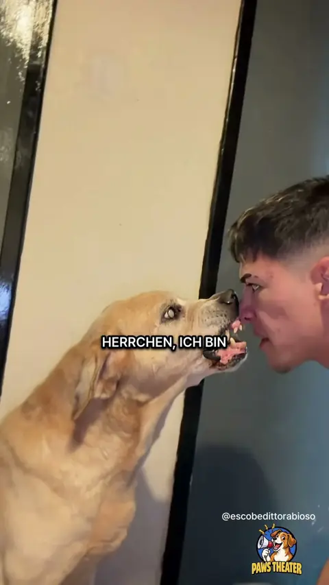 Er Schreit, Ich Lächle 🐶😬