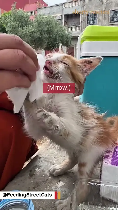 This kitten couldn't see. Watch what she did next #shorts