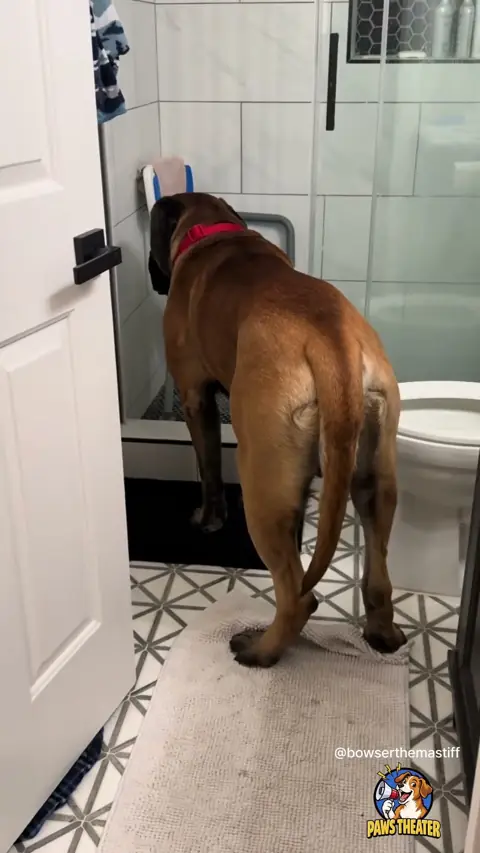 Bukan Terjebak, Ma 🐶🚪