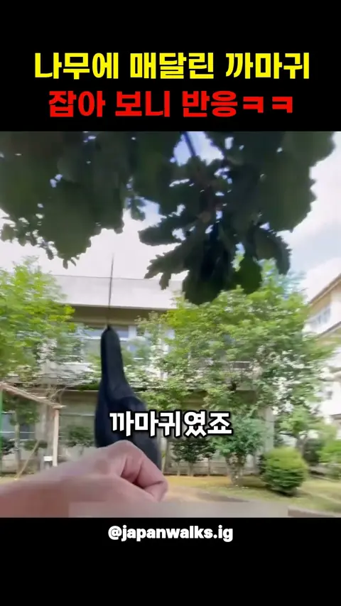 학교 나무에 매달린 까마귀, 잡아 보니 정체가ㅋㅋ