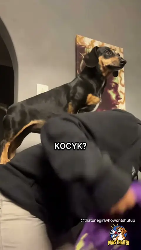 Jamnik w Nosidełku 🐶🧣