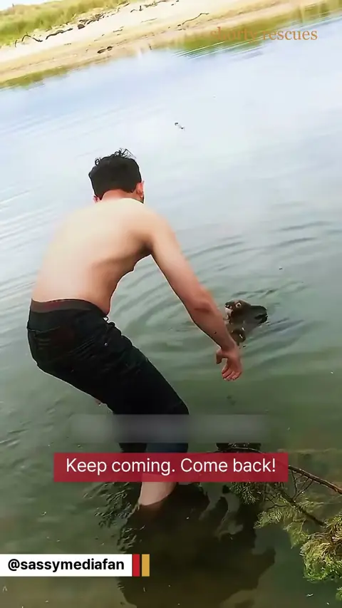 A koala swam too far out. Then this man waded in #shorts