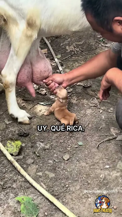 Leche De Cabra Gratis 🐶🐐