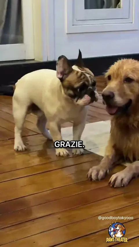 Abbraccio Di Salvataggio 🐶🌊