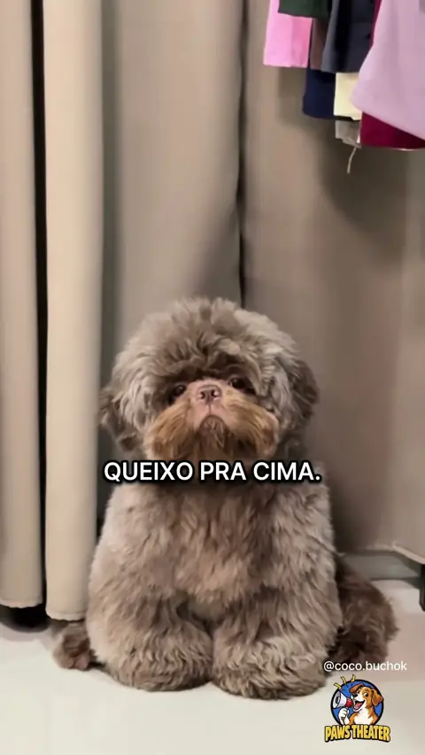 Modo Estátua Ativado 🐶📸