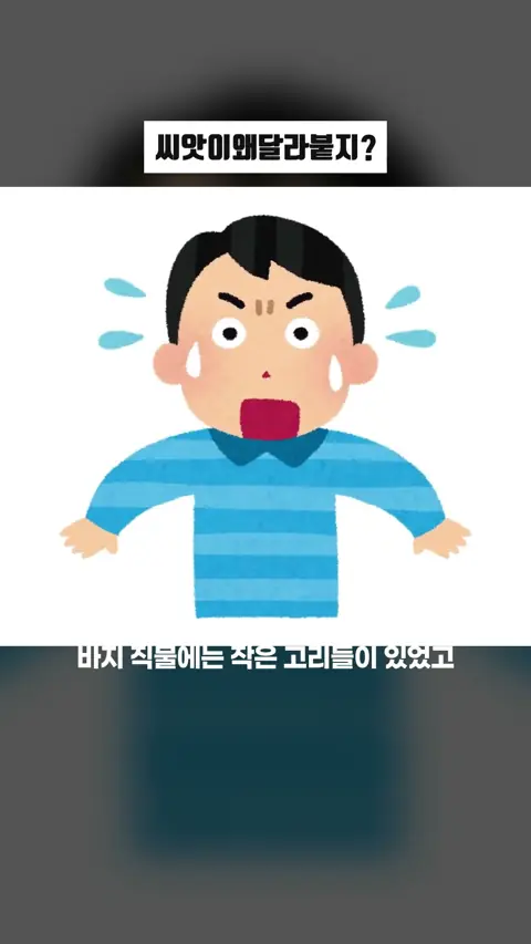 씨앗이왜달라붙지?